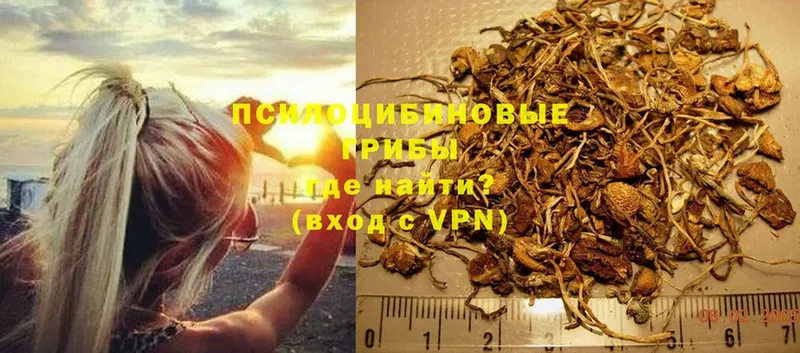 Псилоцибиновые грибы Psilocybe  Анжеро-Судженск 